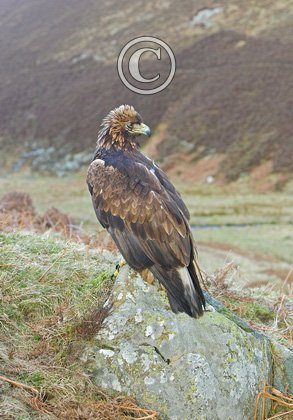 Golden Eagle on a Rock DM0436